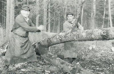 1954: Die Holzarbeiter Anton Winkler sen. und jun. zersägen in schwerer Handarbeit eine Esche im Hofwald (Bereich des ehemaligen Schönenfelder Hofes)