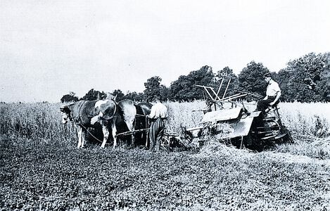 Hafermähen am Donaulenzenhof 1936. Zwei Pferde und ein Ochse ziehen den „Bindemäher"; eine Maschine, die das Getreide nicht nur schneiden, sondern auch binden konnte.