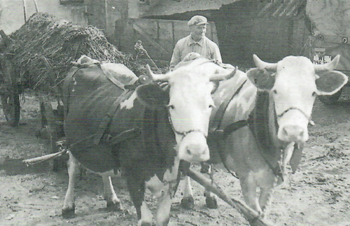 Der Bauer Michael Graf (Kropp) mit einem Kuhgespann beim Mistfahren um 1930. Mit einem speziellen Wagen, dessen Seitenwände man abnehmen konnte, wurde der Mist auf den Acker gebracht, wo man alle 4-5 Meter einen kleinen Haufen „herunterhackelte". Danach wurde der Mist mit einer Gabel auseinander „gebreitet". Im Winter benützte man zum Ausfahren einen Schlitten.