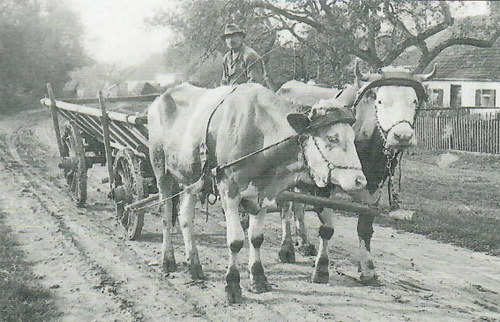 Michael Zeller in der Lechgasse (1938) vor dem Anwesen Strobl (Jetzt Oßmann) auf einem sogenannten „Truhenwagen", d. i. ein Leiterwagen, der rundherum mit Brettern geschlossen war, zum Transport von Kartoffeln, Rüben, etc. Vorne und hinten waren Schuber angebracht. Eingespannt sind hier eine Kuh und ein Ochse.