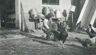 Die kleine Waltraud Narr holt Milch mit ihrem Kännchen (um 1950) und zeigt dabei keine Angst vor dem stolzen Hahn. Im Hintergrund ist das Milchgeschirr zum Trocknen aufgestellt. An der Wand lehnt ein zum Schlachten benötigter Sautrog.